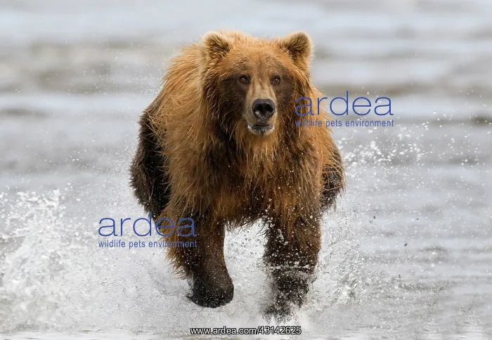 : Grizzly Bear : Grizzly Bear