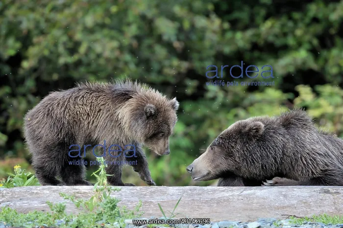  : Grizzly Bear