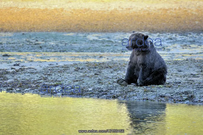 : Grizzly Bear : Grizzly Bear