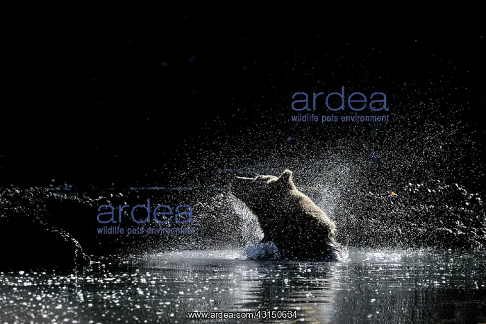 : Grizzly Bear : Grizzly Bear