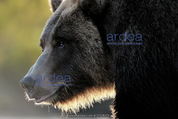: Grizzly Bear : Grizzly Bear