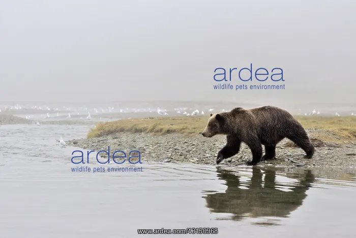 : Grizzly Bear : Grizzly Bear