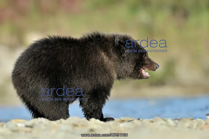: Grizzly Bear : Grizzly Bear
