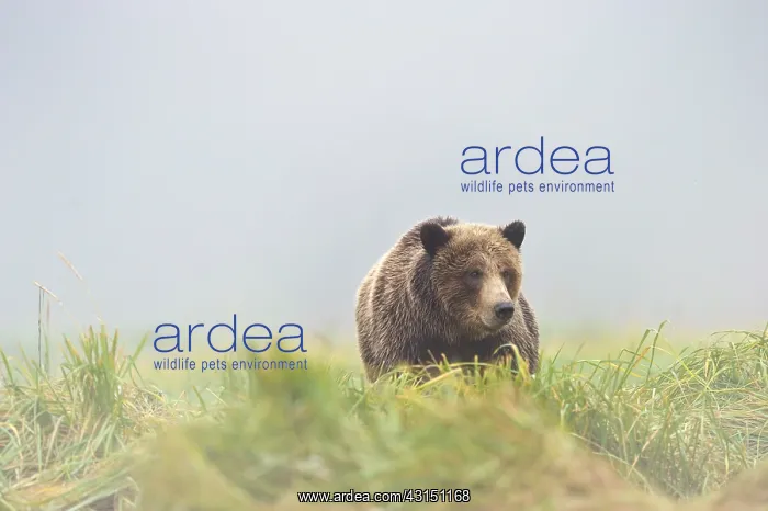  : Grizzly Bear