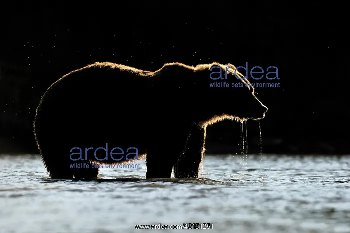 : Grizzly Bear : Grizzly Bear