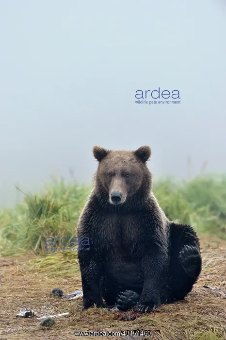  : Grizzly Bear