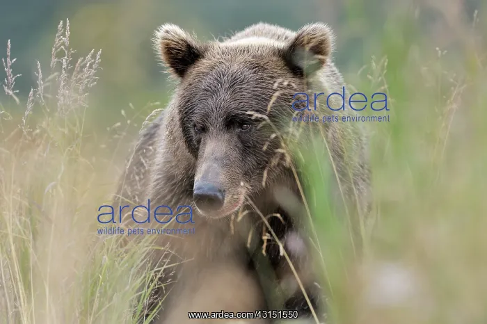  : Grizzly Bear