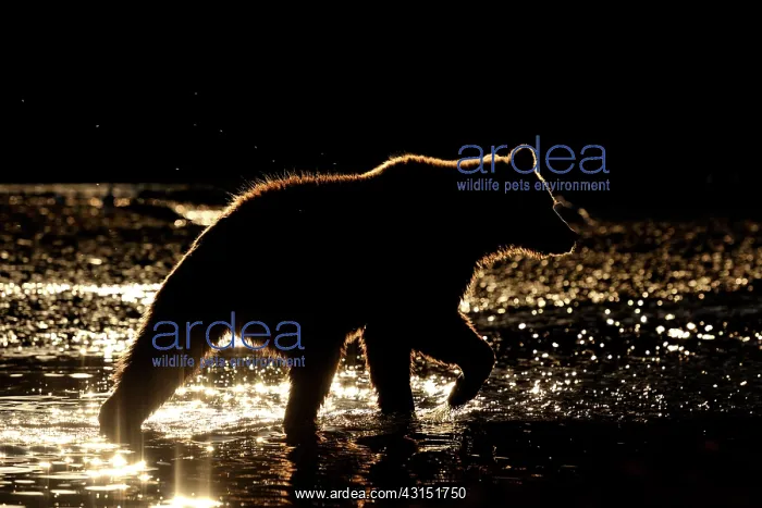  : Grizzly Bear
