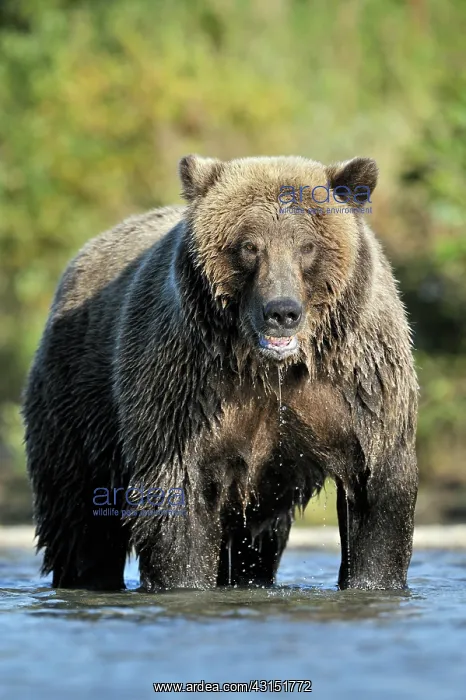 : Grizzly Bear : Grizzly Bear