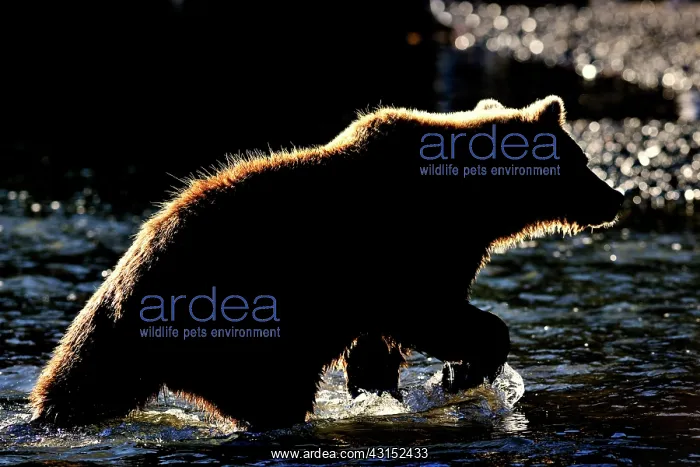  : Grizzly Bear