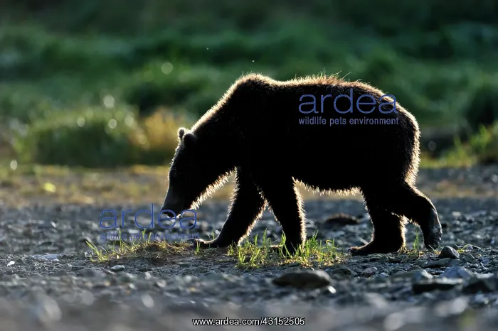  : Grizzly Bear