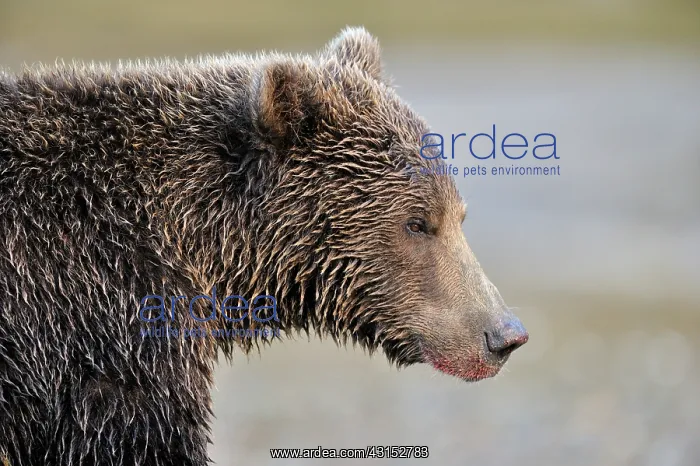 : Grizzly Bear : Grizzly Bear