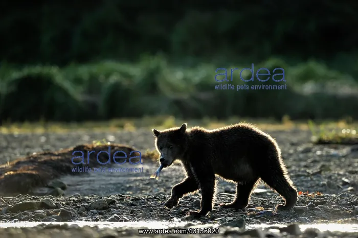  : Grizzly Bear