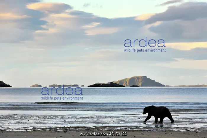 : Grizzly Bear : Grizzly Bear