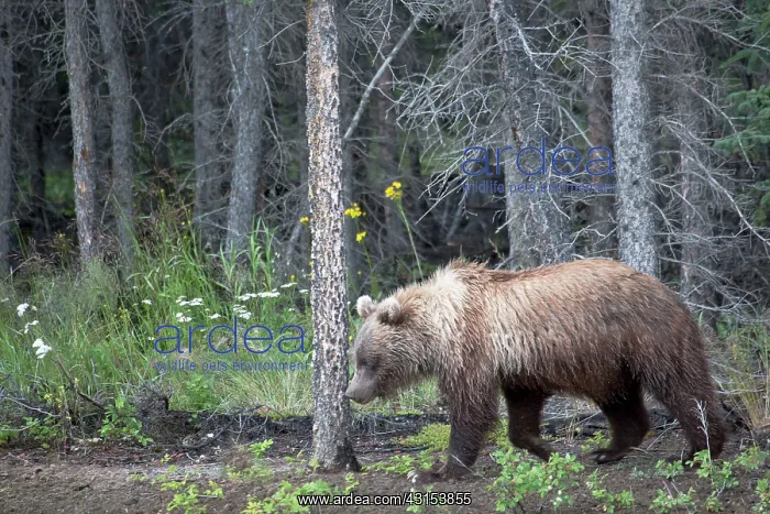 : Grizzly Bear : Grizzly Bear