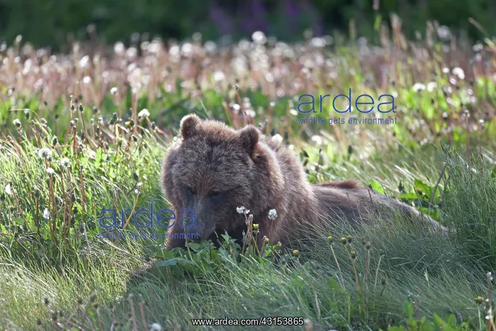 : Grizzly Bear : Grizzly Bear
