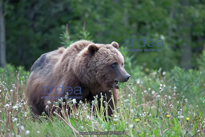: Grizzly Bear : Grizzly Bear