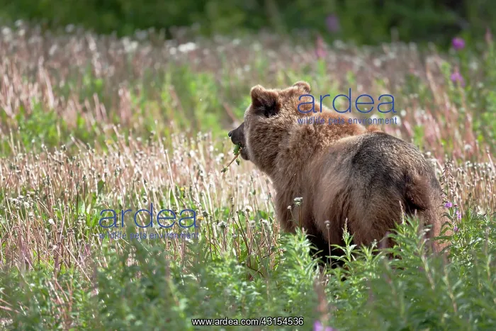 : Grizzly Bear : Grizzly Bear