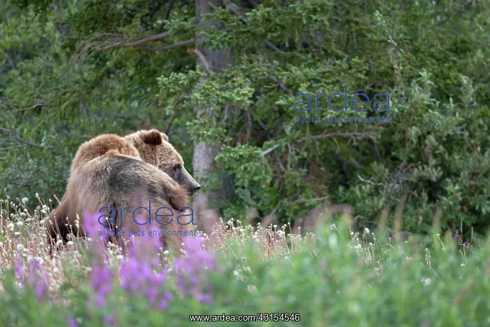 : Grizzly Bear : Grizzly Bear