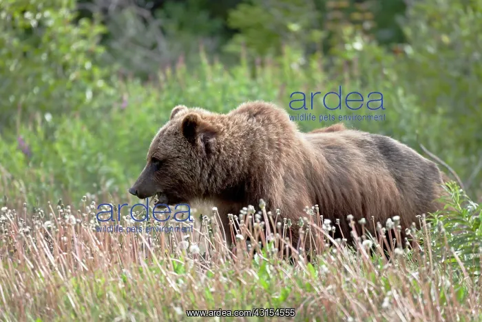 : Grizzly Bear : Grizzly Bear