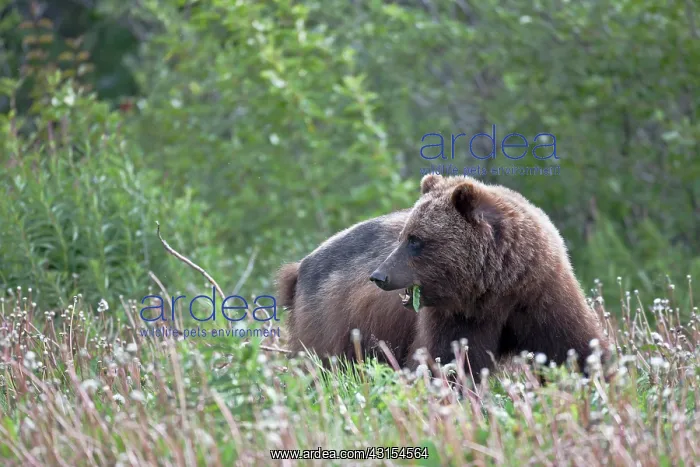 : Grizzly Bear : Grizzly Bear