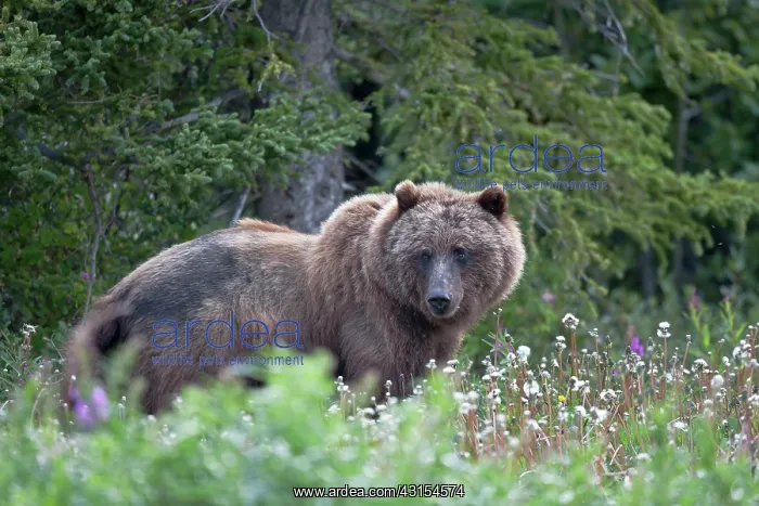 : Grizzly Bear : Grizzly Bear