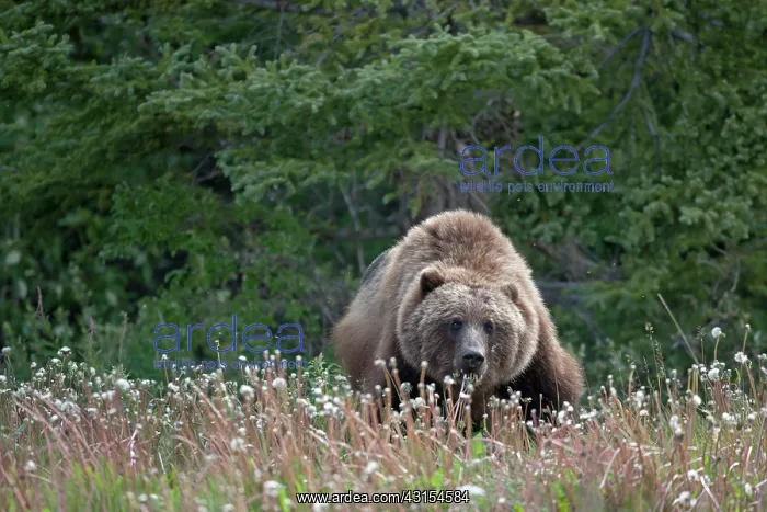 : Grizzly Bear : Grizzly Bear