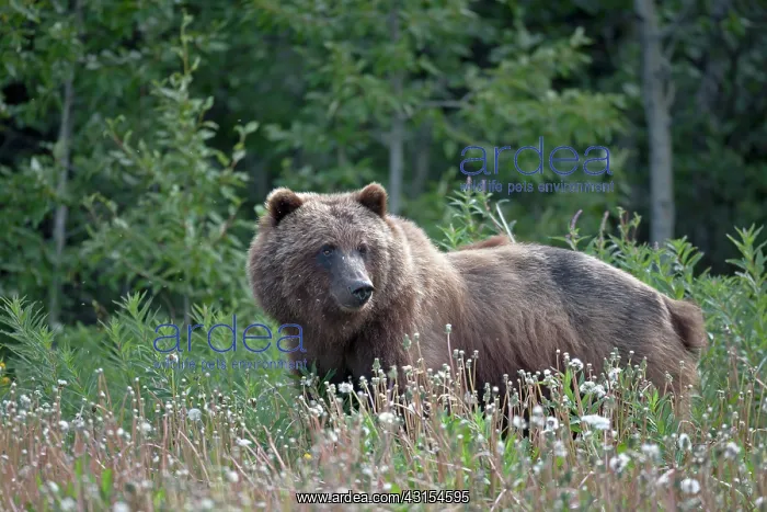 : Grizzly Bear : Grizzly Bear