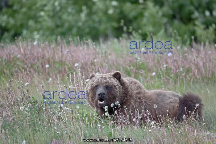 : Grizzly Bear : Grizzly Bear