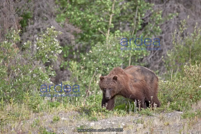 : Grizzly Bear : Grizzly Bear