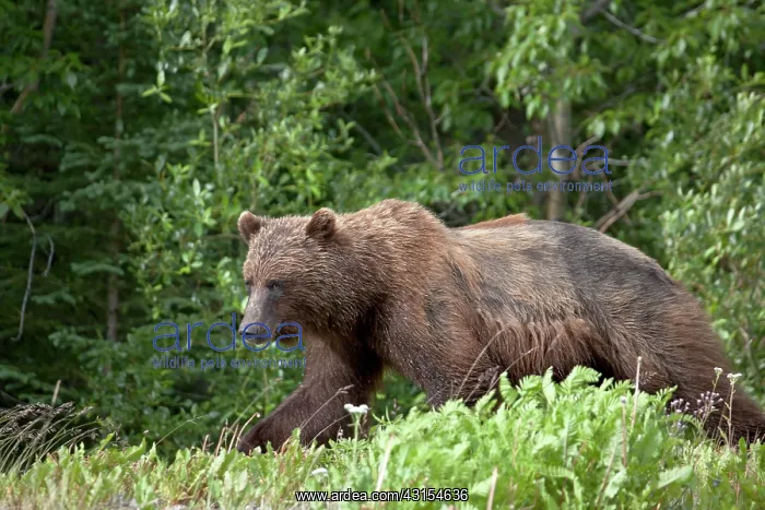 : Grizzly Bear : Grizzly Bear
