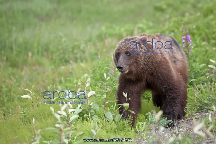 : Grizzly Bear : Grizzly Bear