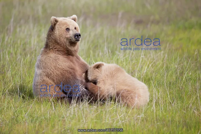 : Grizzly Bear : Grizzly Bear