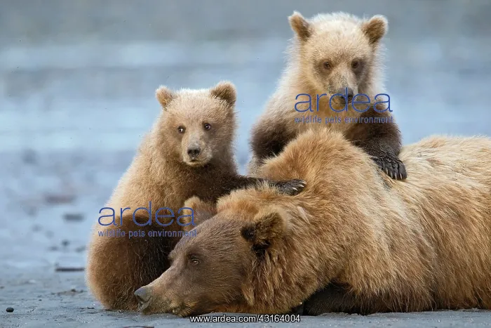 : Grizzly Bear : Grizzly Bear
