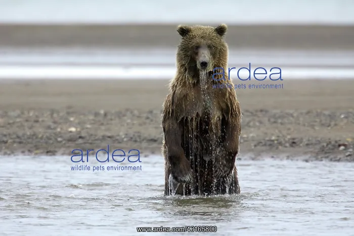: Grizzly Bear : Grizzly Bear