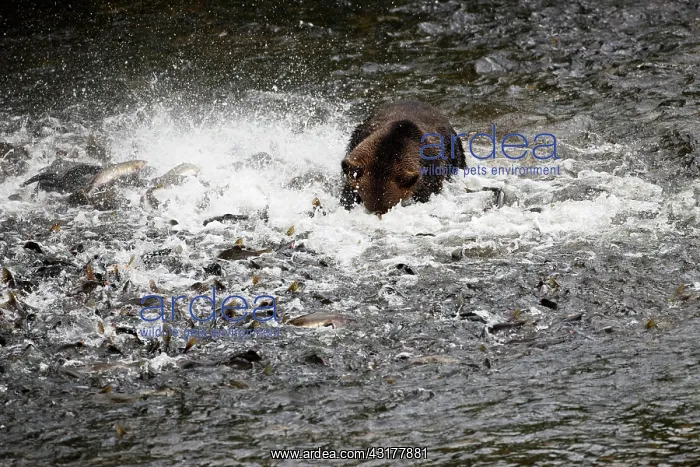 : Grizzly Bear : Grizzly Bear