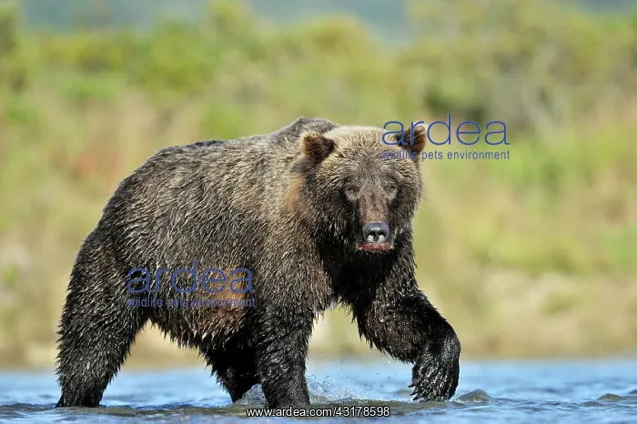 : Grizzly Bear : Grizzly Bear