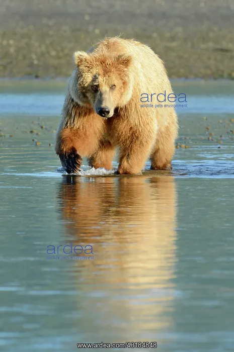: Grizzly Bear : Grizzly Bear
