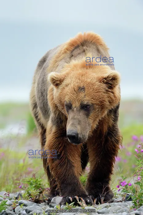 : Grizzly Bear : Grizzly Bear