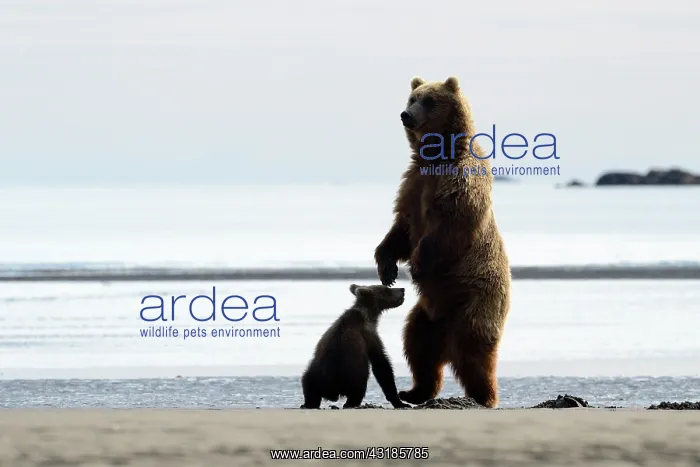 : Grizzly Bear : Grizzly Bear