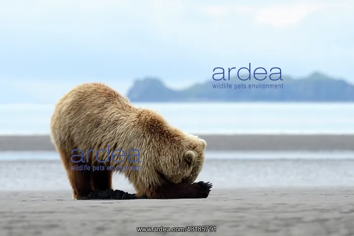 : Grizzly Bear : Grizzly Bear