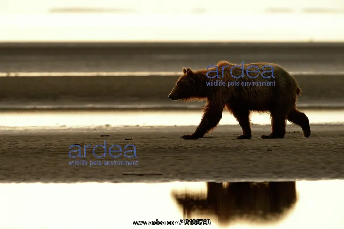 : Grizzly Bear : Grizzly Bear
