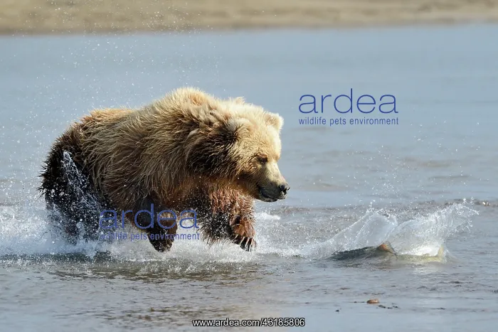 : Grizzly Bear : Grizzly Bear