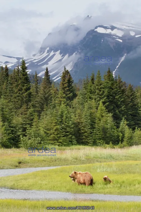 : Grizzly Bear : Grizzly Bear