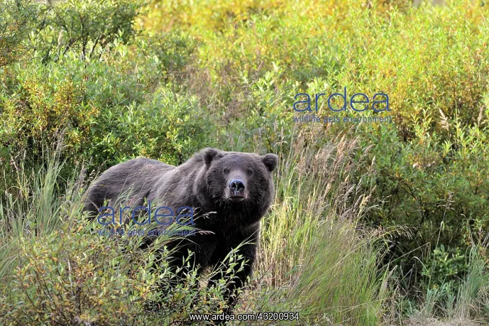 : Grizzly Bear : Grizzly Bear