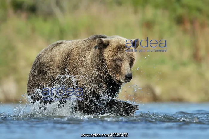 : Grizzly Bear : Grizzly Bear
