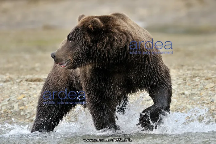 : Grizzly Bear : Grizzly Bear