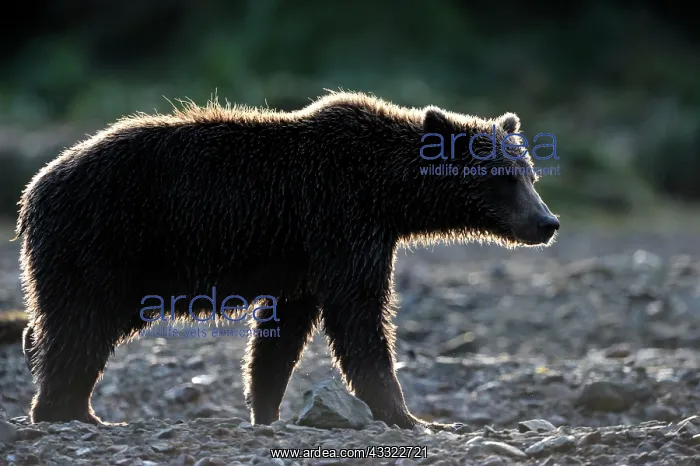 : Grizzly Bear : Grizzly Bear