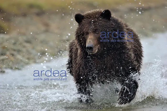 : Grizzly Bear : Grizzly Bear