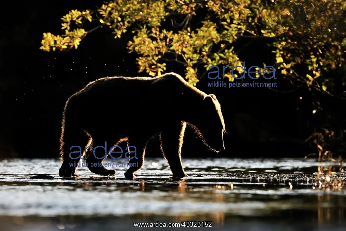 : Grizzly Bear : Grizzly Bear